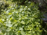 Tuin Moeder